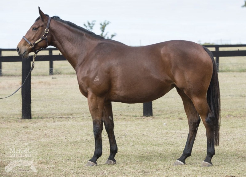 Wowee (AUS) - photo 1