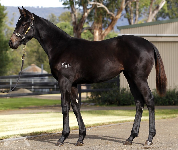 Duporth (AUS) / Dark Star (AUS) - photo 1