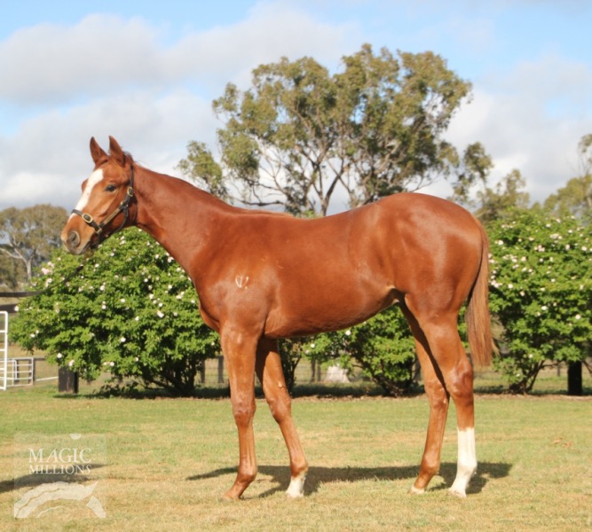 Magic Albert (AUS) / Neon (AUS) - photo 1