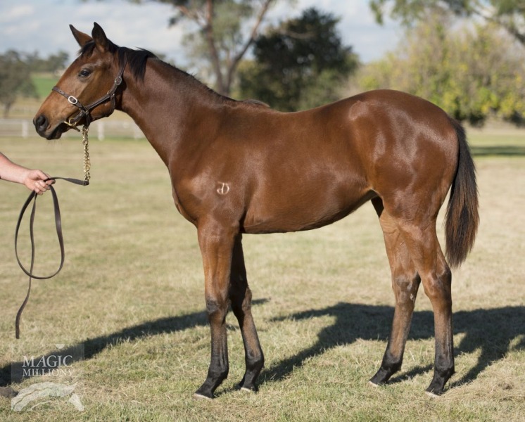 Sepoy (AUS) / North Pole Dancer (AUS) - photo 1