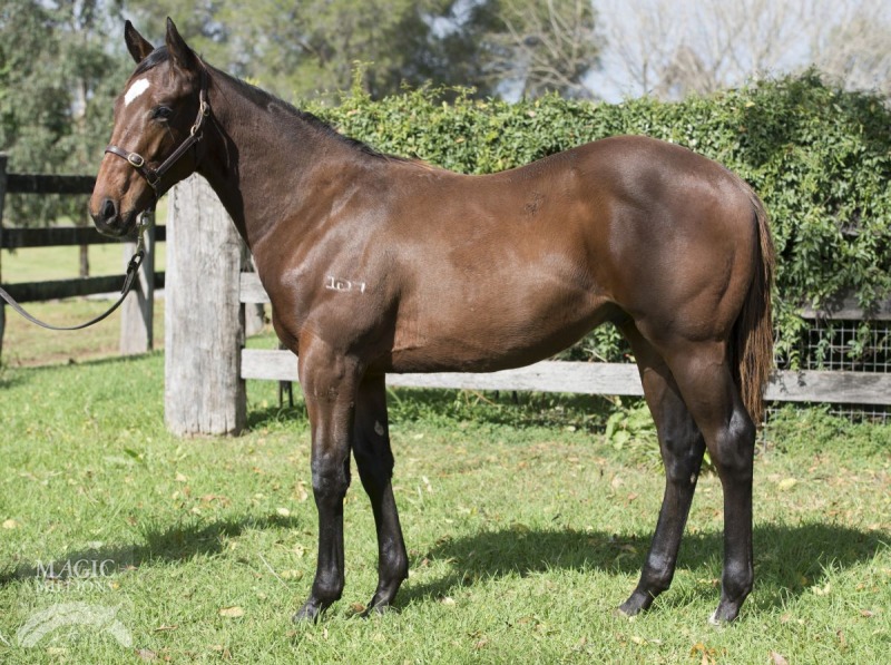 Hinchinbrook (AUS) / Pace Invader (NZ) - photo 1