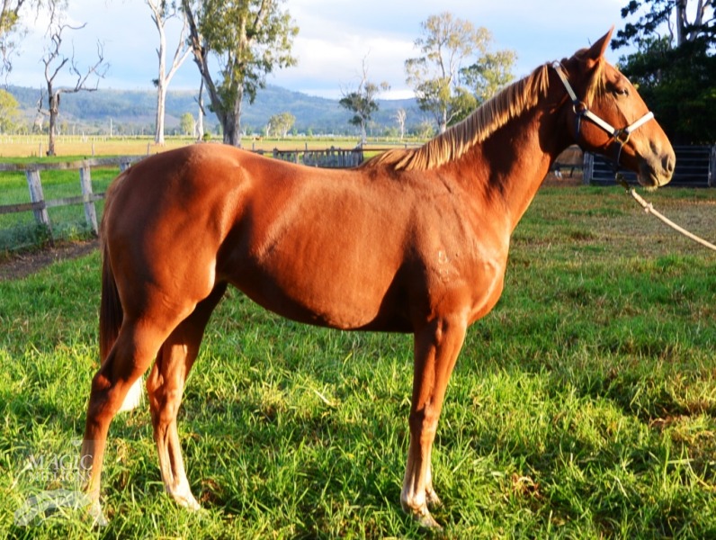 Duke of Marmalade (IRE) / March Rose (AUS) - photo 1