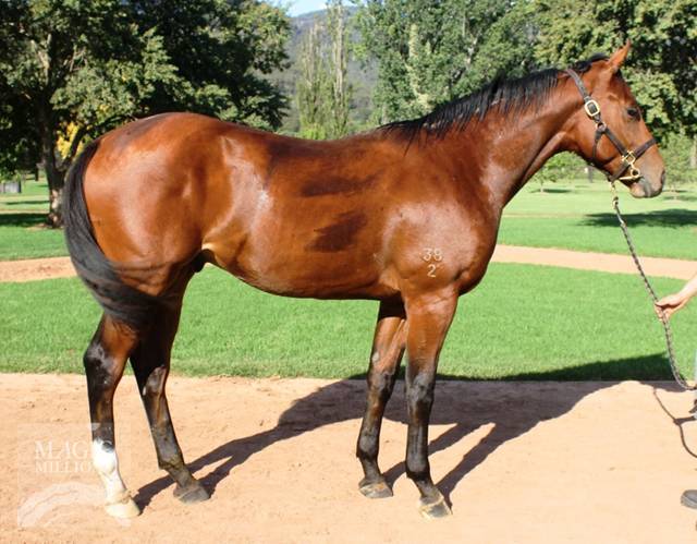 Sebring (AUS) / Queen Rosso (AUS) - photo 1