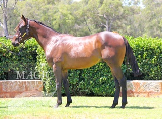 O'Reilly (NZ) / Bella Valentina (NZ) - photo 1