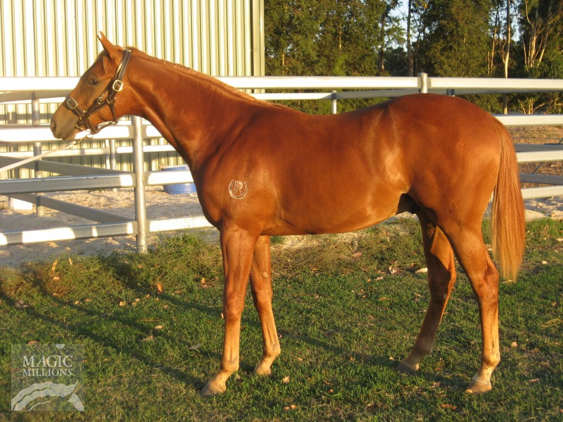 Choisir (AUS) / Ma Chienne (AUS) - photo 1