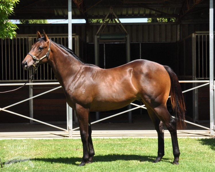 Vital Equine (IRE) / Cousine (AUS) - photo 1