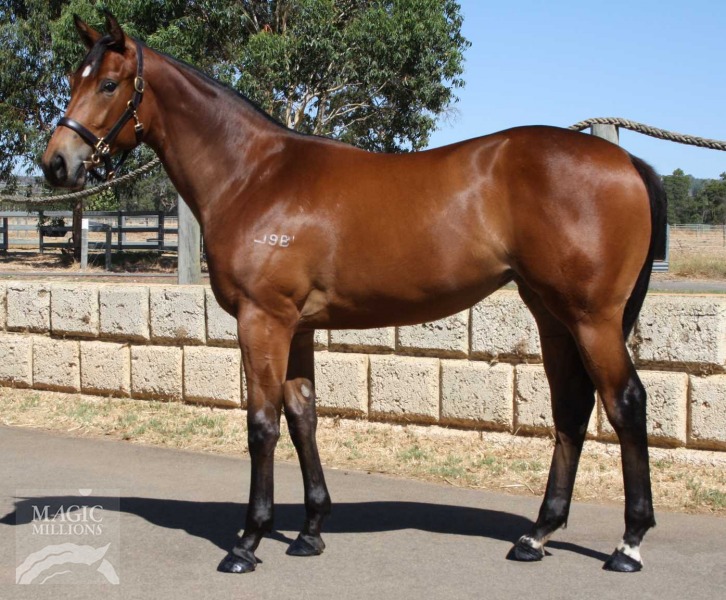 Sasse De Blishk (AUS) - photo 1