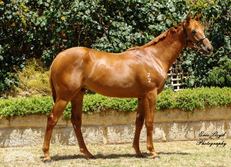 Vital Equine (IRE) / Not Affected (NZ) - photo 1