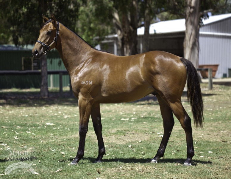 Halushi (AUS) - photo 1