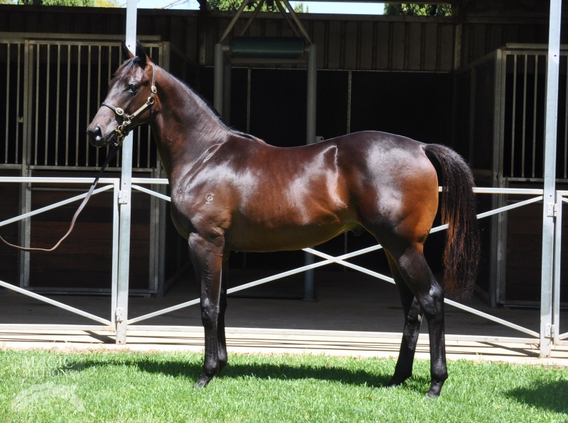 Tennessee Disco (AUS) - photo 1