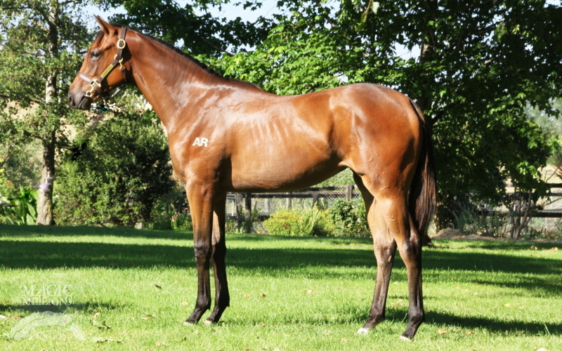 Magnus (AUS) / Dolce (AUS) - photo 1