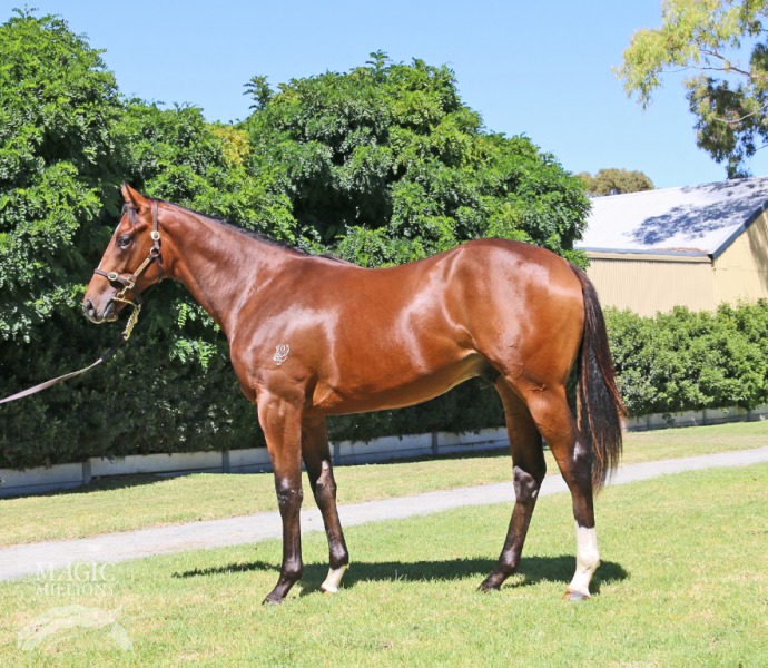 Gio Ponti (USA) / Barsha (AUS) - photo 1