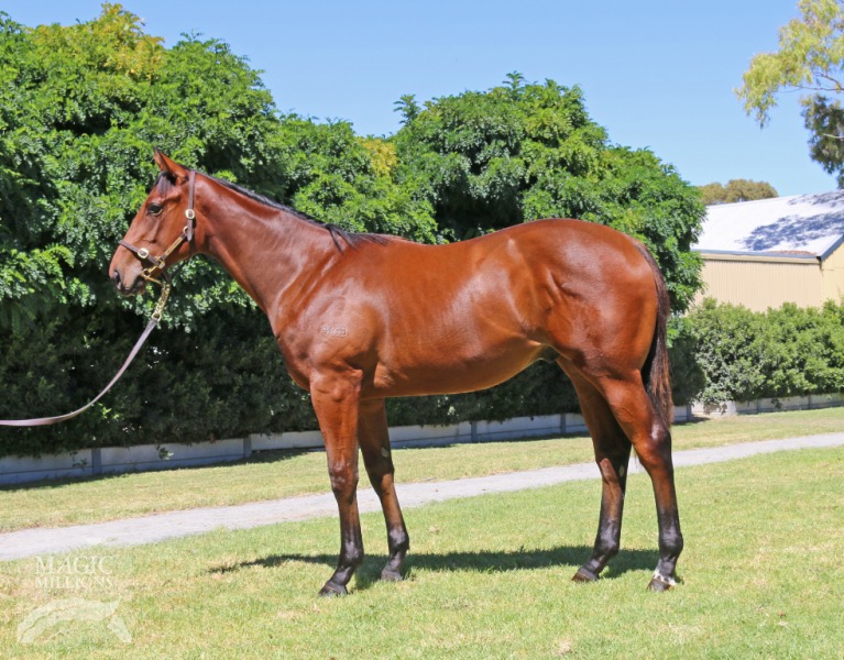 Wanted (AUS) / Brillanti (NZ) - photo 1