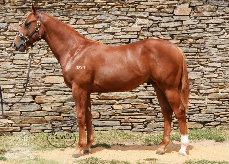 Manhattan Rain (AUS) / Calypso Dream (IRE) - photo 1