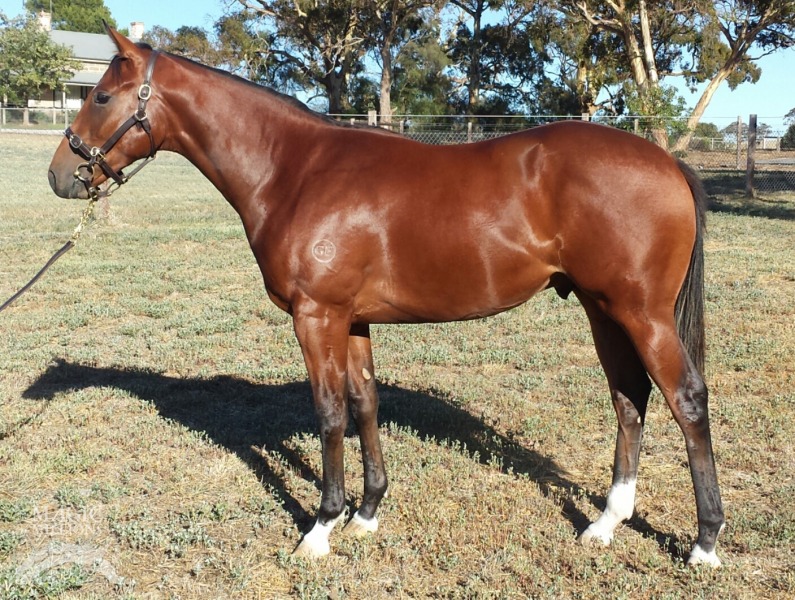 Choisir (AUS) / Cheap Thrills (AUS) - photo 1