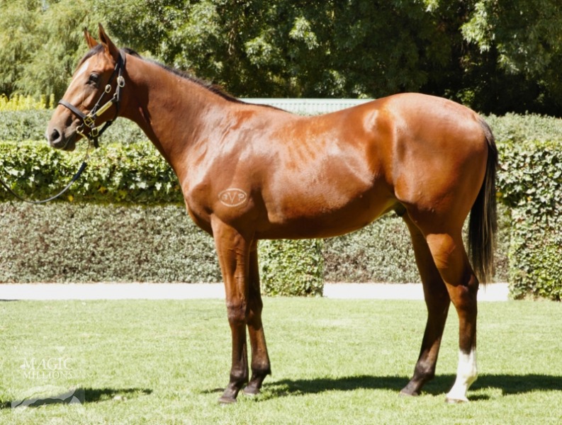 Choisir (AUS) / Coustellet (AUS) - photo 1