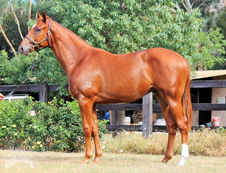 Magnascope (AUS) - photo 1