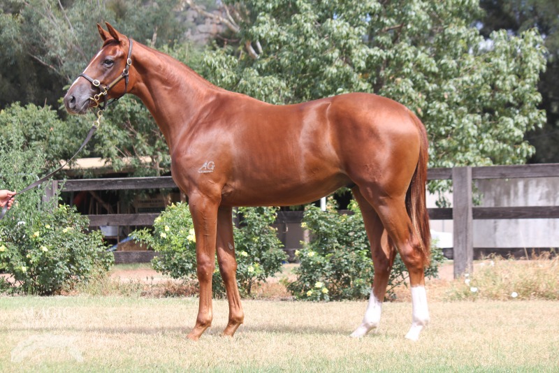 Rothesay (AUS) / Four Moons (AUS) - photo 1