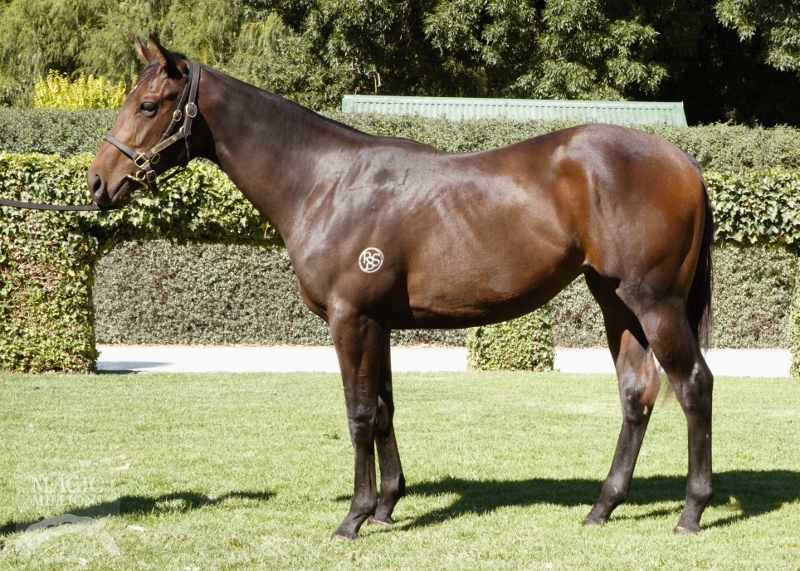 Gibberish (AUS) - photo 1