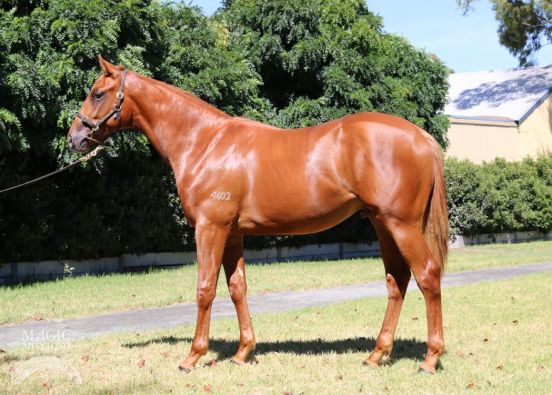 Hanukkah Gold (AUS) - photo 1