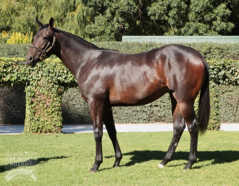 Skilled (AUS) / Hutt's Image (AUS) - photo 1