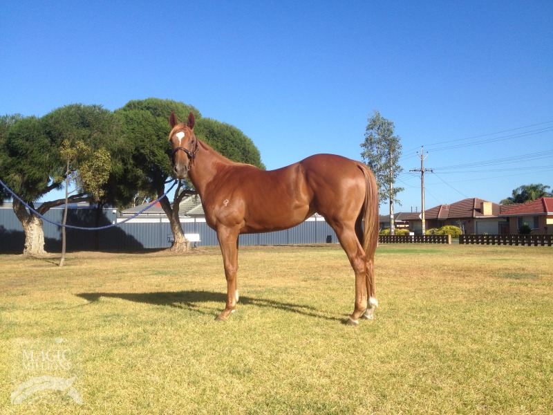 Sofie's Gold Class (AUS) - photo 1