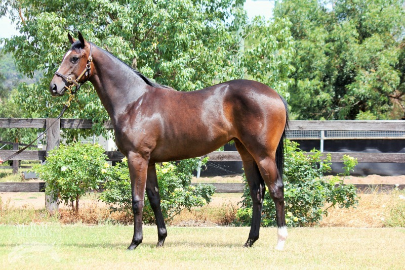 Myboycharlie (IRE) / Li'l Cashy (AUS) - photo 1