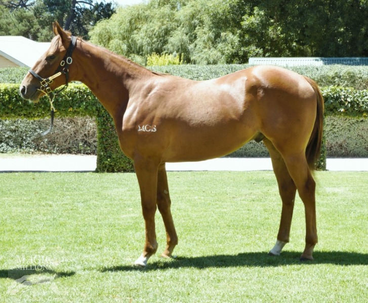 Oriental Runner (AUS) - photo 1