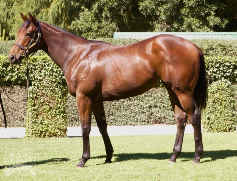 Rat With Goldtooth (AUS) - photo 1