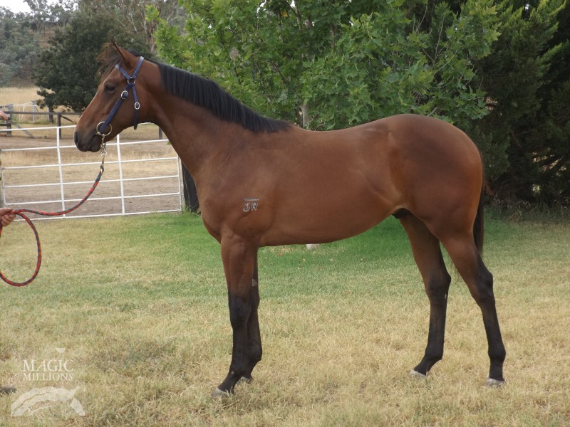 Zizou (AUS) / Mokaraba (NZ) - photo 1