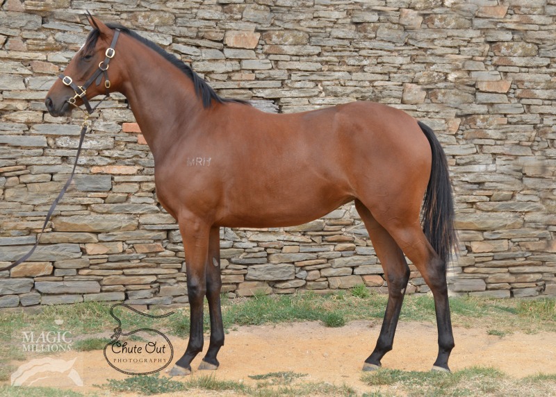 Saxon (AUS) / My Crystal Star (AUS) - photo 1