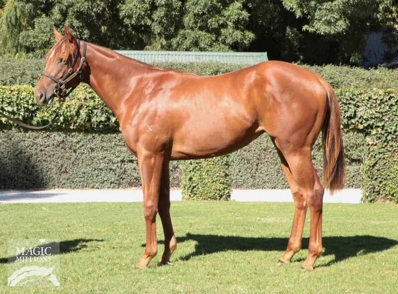 Hussarama (AUS) - photo 1