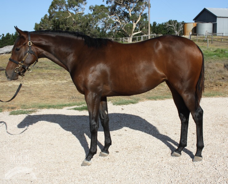 Moshe (AUS) / Not So Chunky (AUS) - photo 1