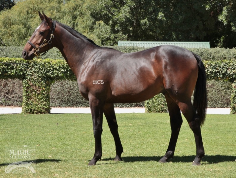 Onemore Elmo (AUS) - photo 1