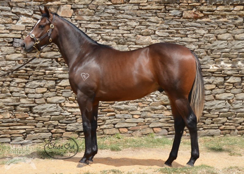 Duporth (AUS) / She's Academic (AUS) - photo 1