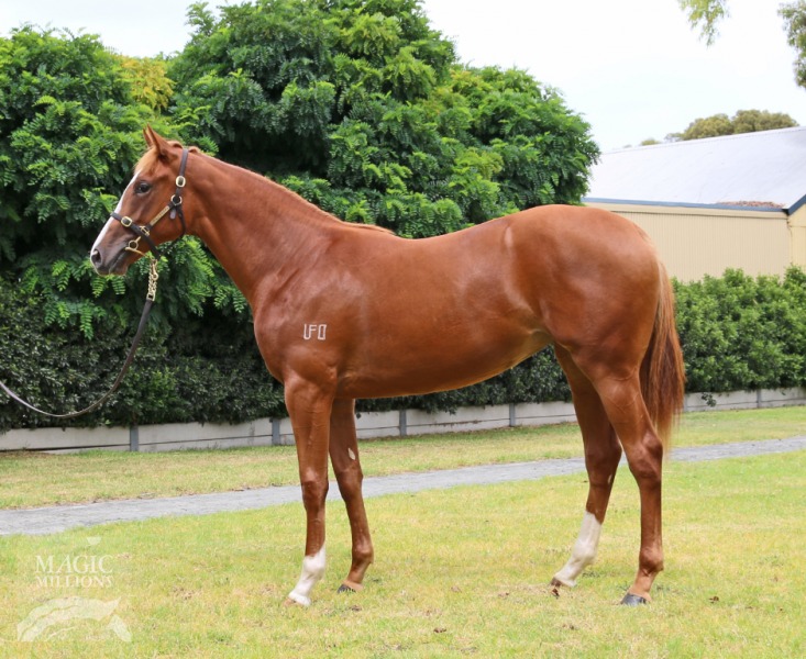 Dream Ahead (USA) / Southern Rose (AUS) - photo 1