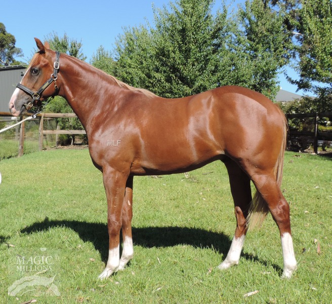 Inspector Sphynx (AUS) - photo 1