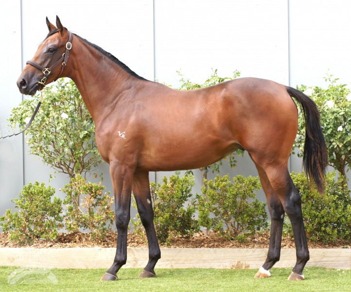 Rothesay (AUS) / Staley Dawn (AUS) - photo 1