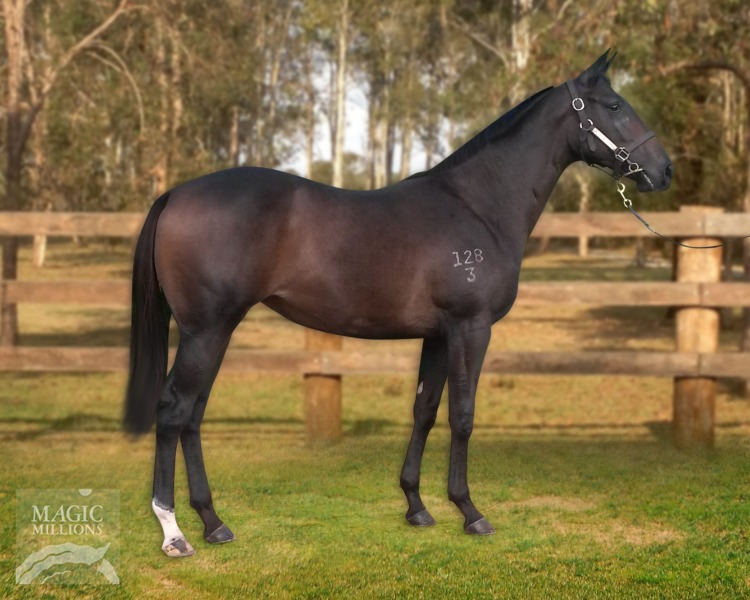 Star Witness (AUS) / Taylor's Command (AUS) - photo 1