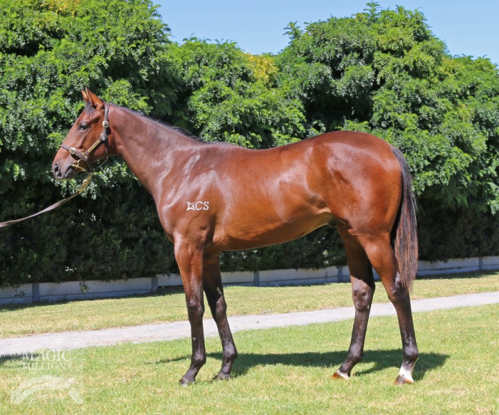 Senor Gaudi (AUS) - photo 1