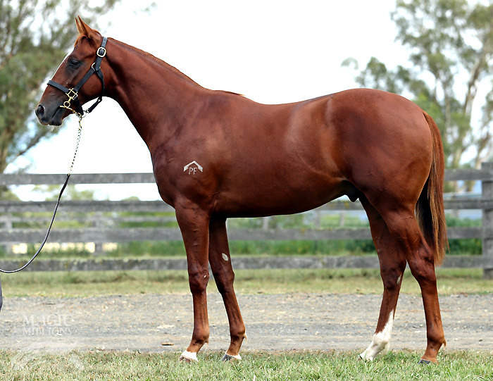 Lope de Vega (IRE) / Up'n'doing (AUS) - photo 1