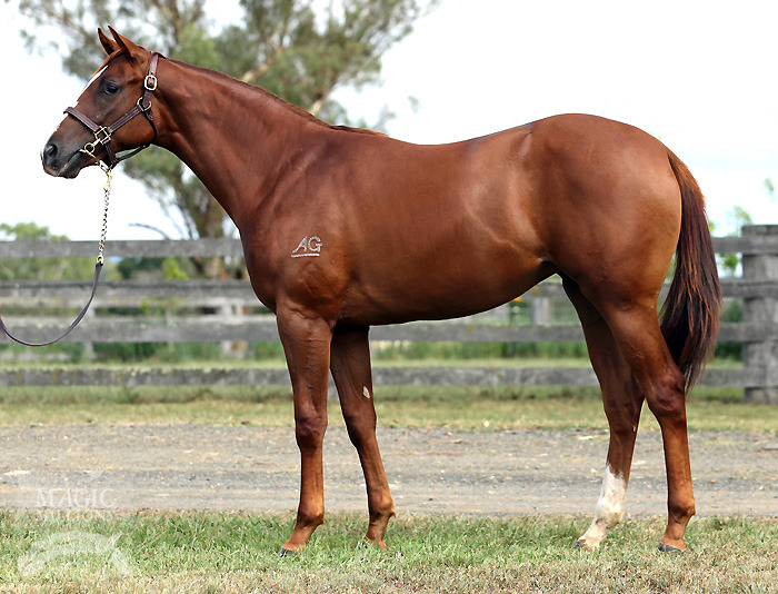 Sebring (AUS) / Woodie (AUS) - photo 1