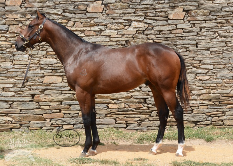 Manhattan Rain (AUS) / Zodiac Queen (AUS) - photo 1