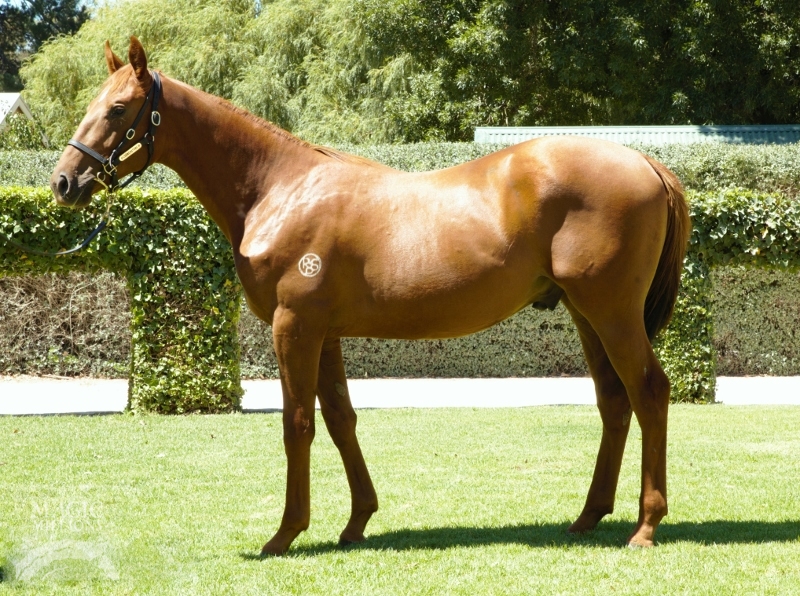 Wilde Moshe (AUS) - photo 1