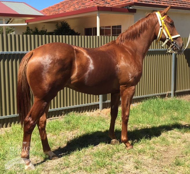 Tattoo You (AUS) - photo 1