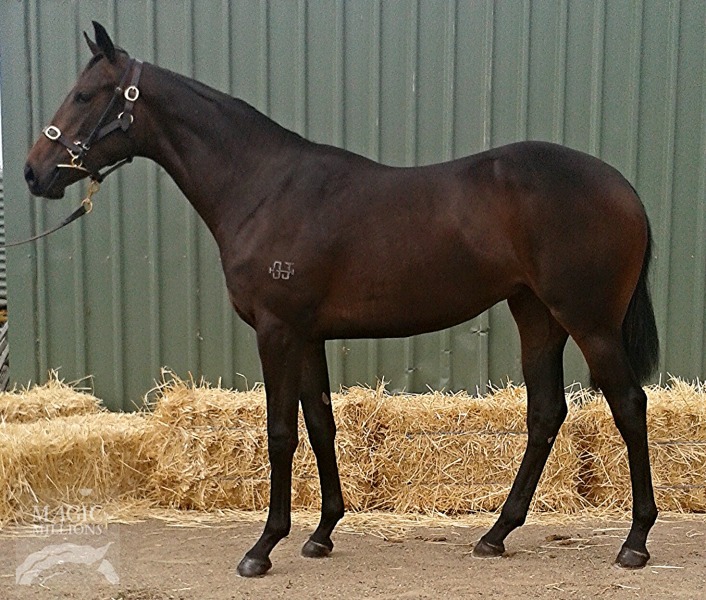 Hussonet (USA) / Chlobo (AUS) - photo 1