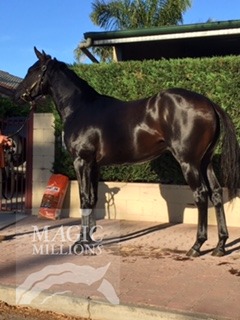 Semi Automatic (AUS) - photo 1