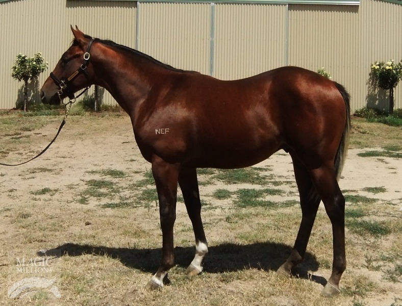 Easy Choice (AUS) / Desert Gardens (AUS) - photo 1