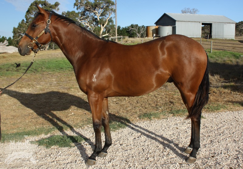 Equiano (FR) / Divine Connection (AUS) - photo 1