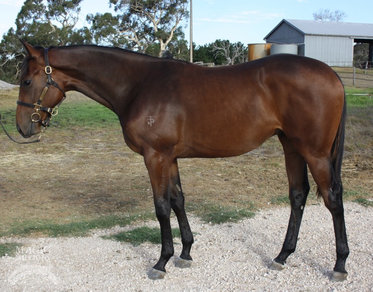 Uncle Mo (USA) / Flying Dialogue (USA) - photo 1